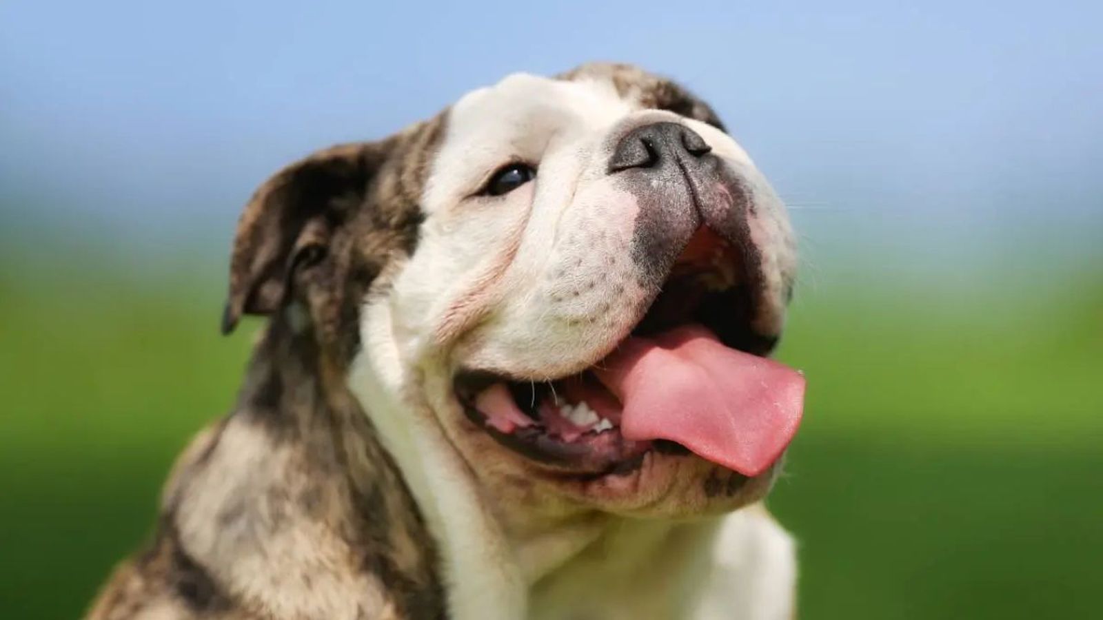 obesidad en perros ok