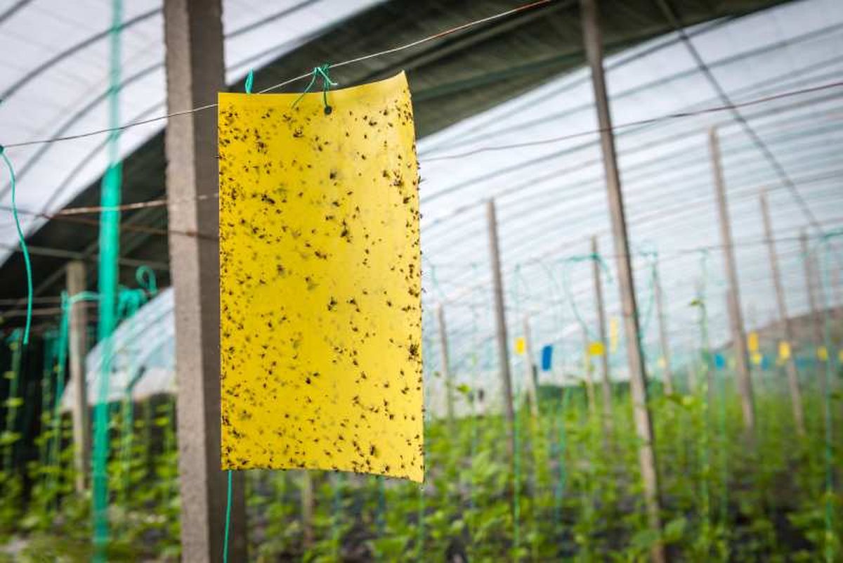 Trampa adhesiva para mosquitos