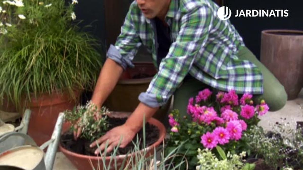 sustrato plantas decorar entrada casa primavera verano final deco 576 jardin