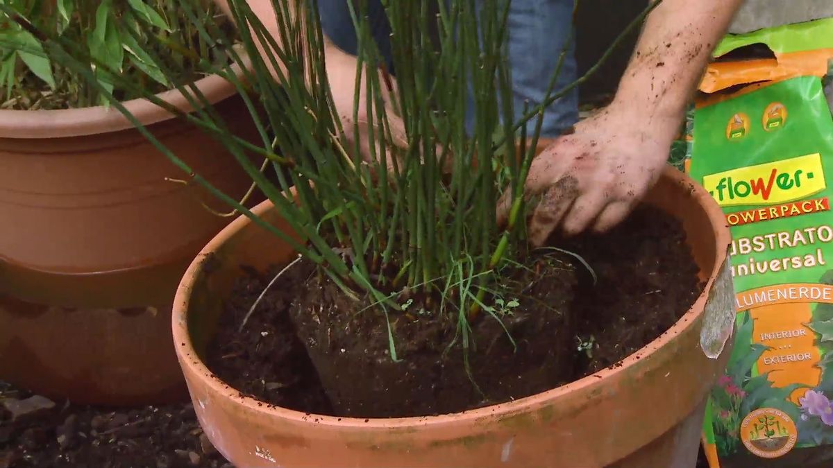 deco 651 restio planta rustica trasplante