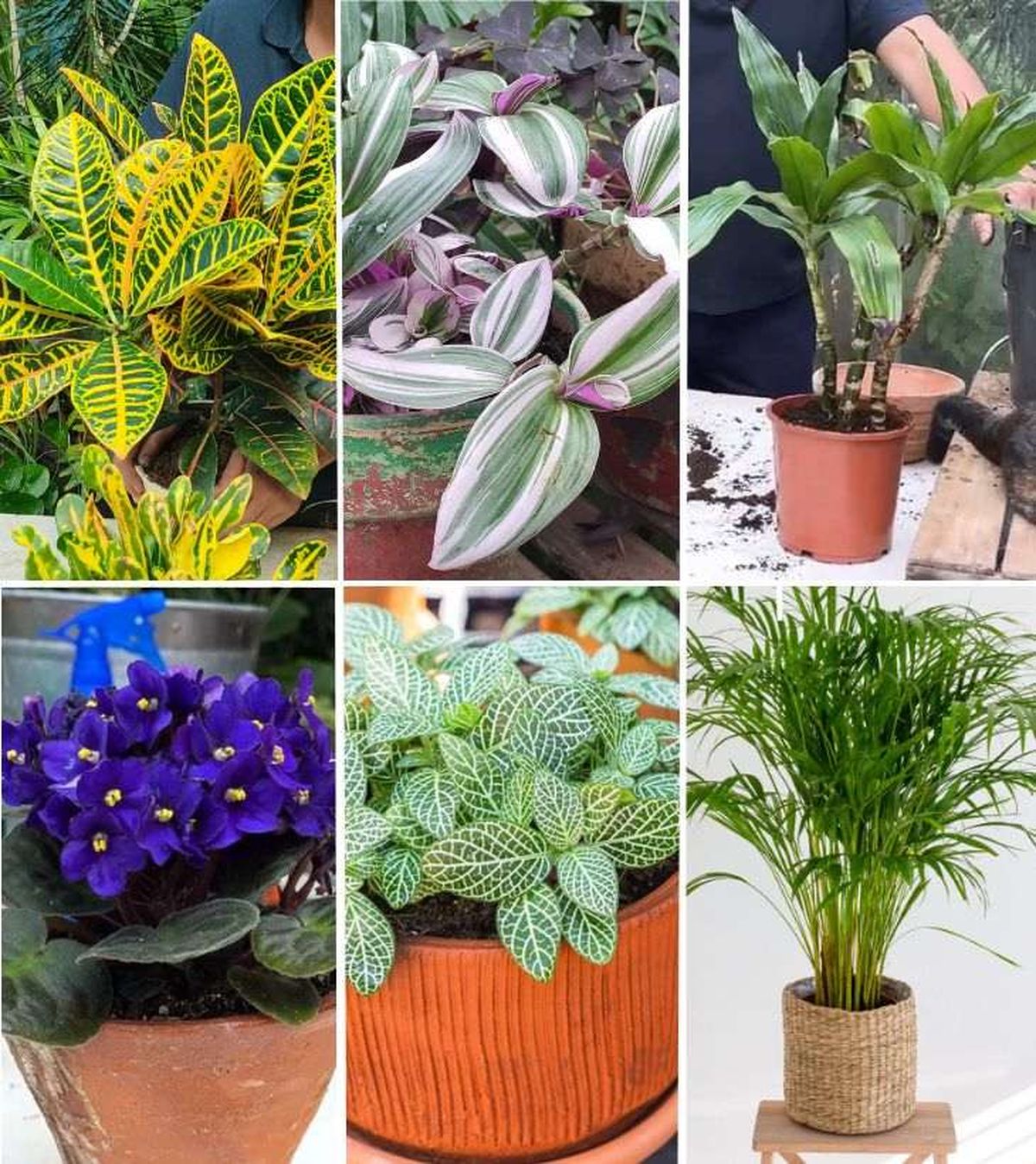 plantas tropicales de interior 4