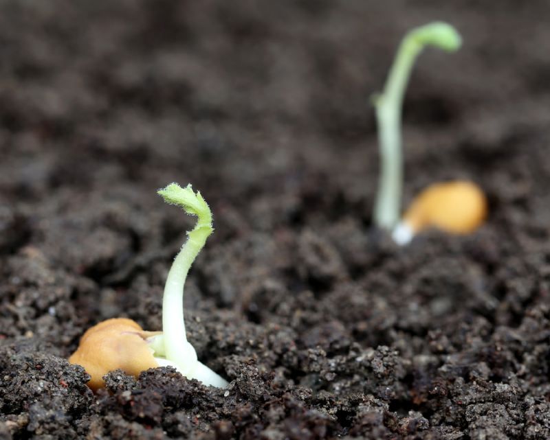 Garbanzos germinando.