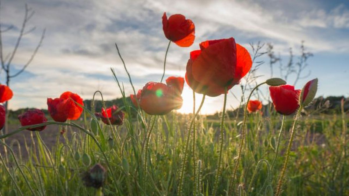 que pasa con las plantas en la primavera