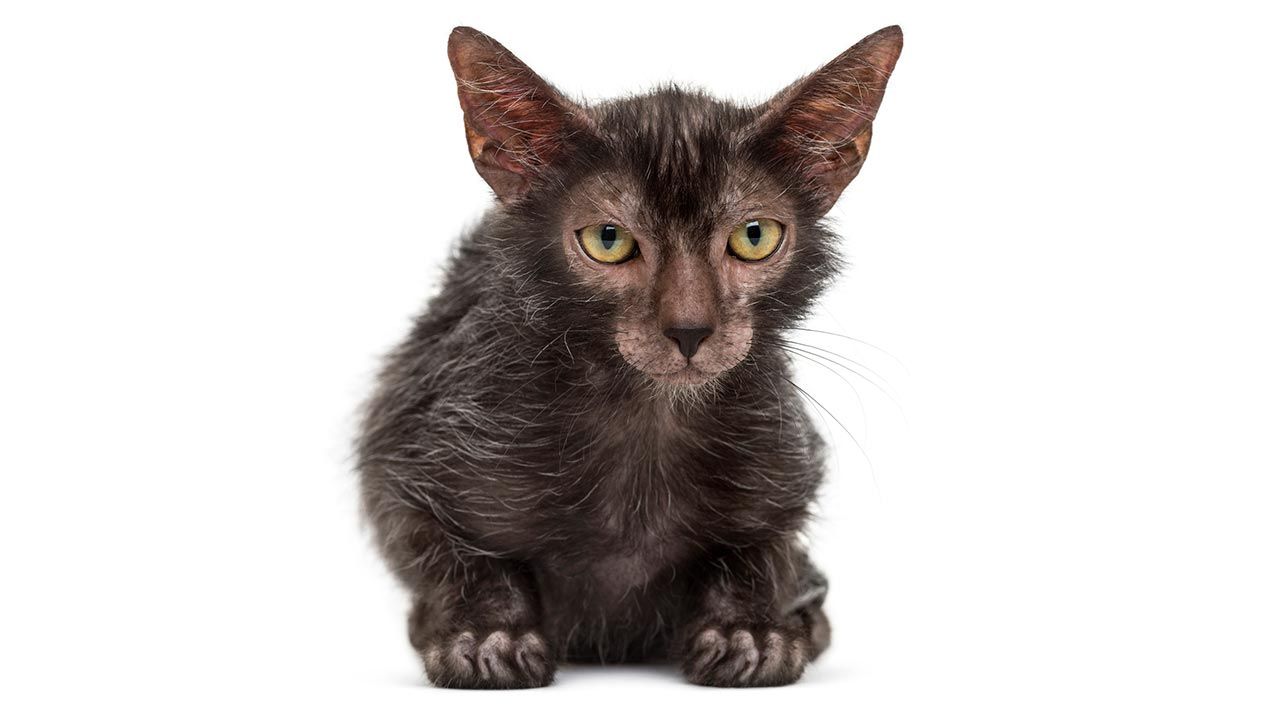lykoi gato lobo 1