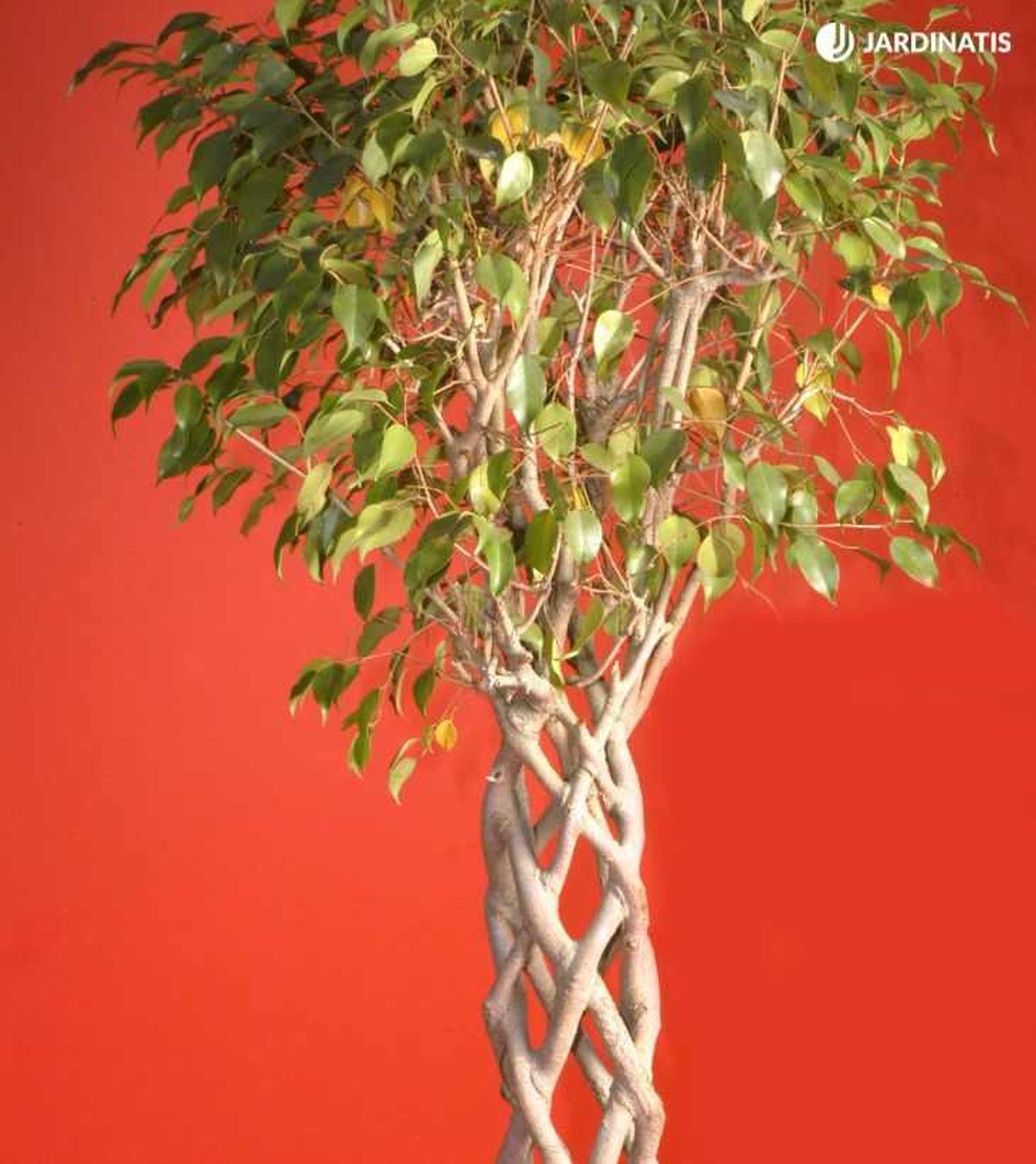 Ficus benjamina con el tronco trenzado