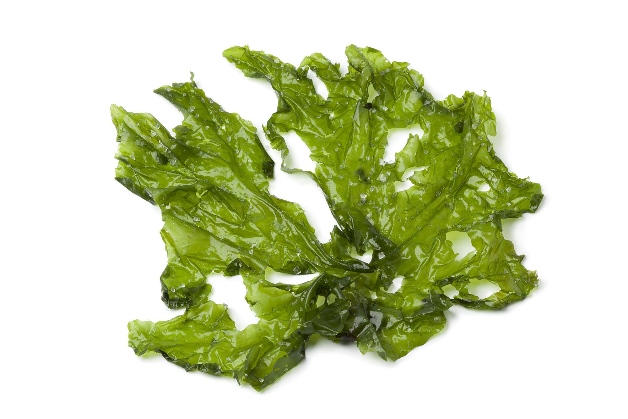 alga lechuga de mar xl