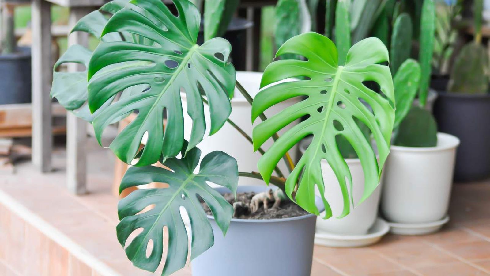 tipos de monstera