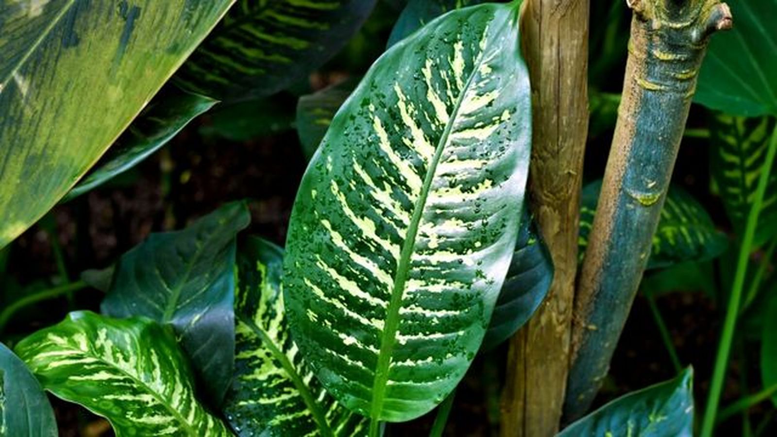 hoja de Dieffenbachia seguine topic snow