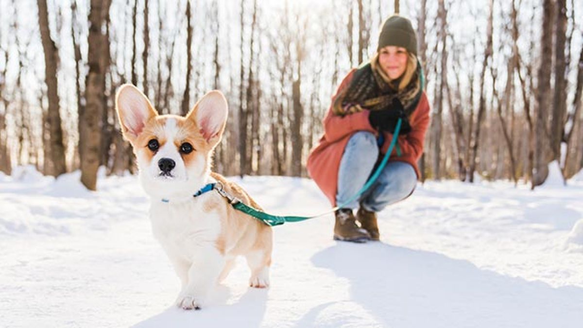 consejos pasear perros invierno 1 nieve