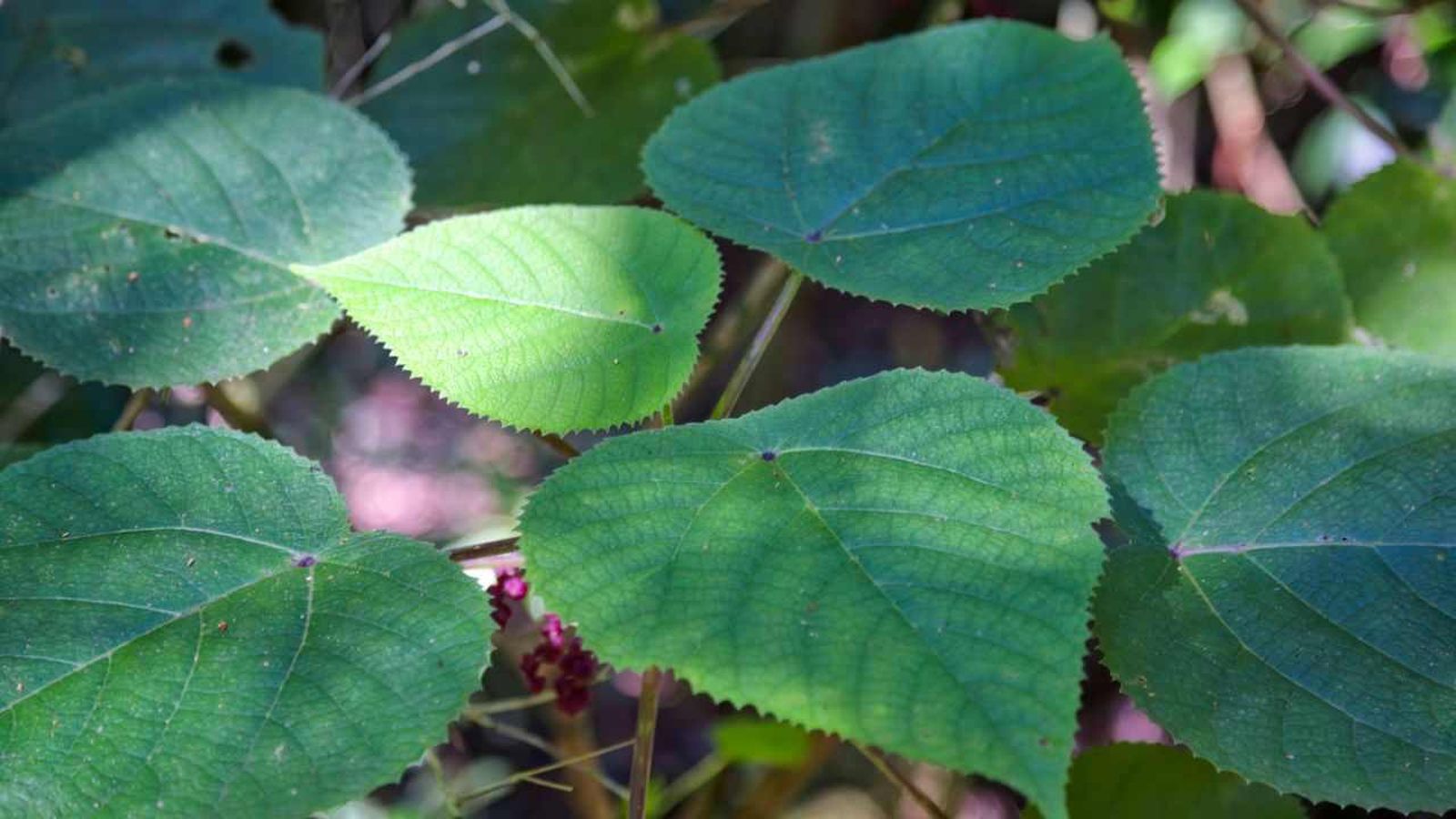 Hojas de Gimpi Gimpi