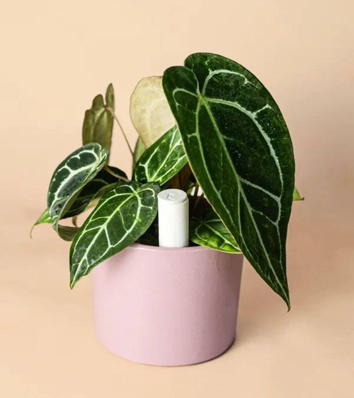 Tubo Autorriego Blanco