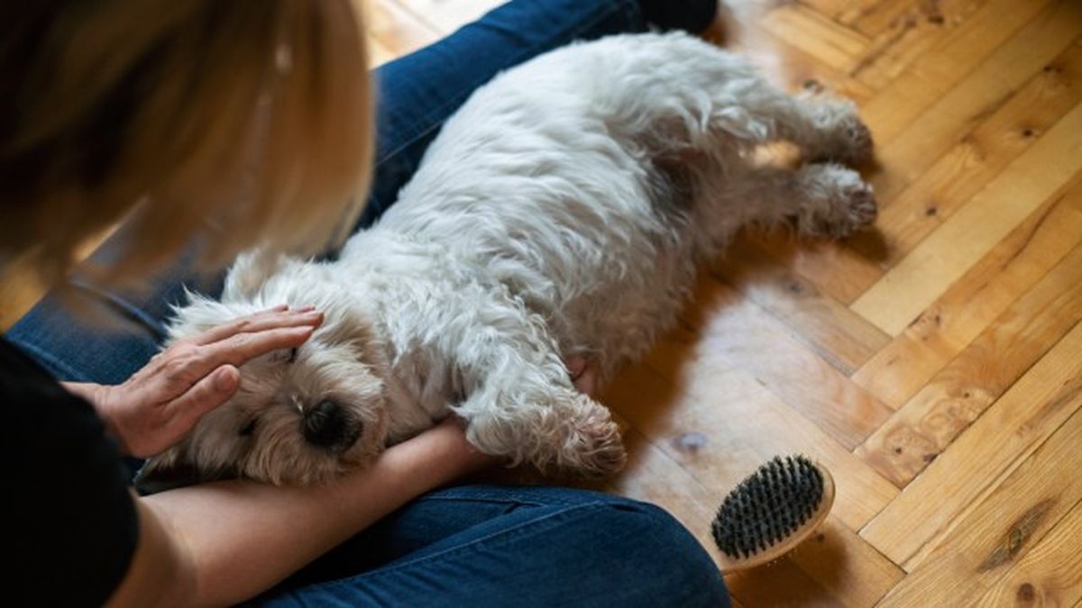 como saber si mi perro tiene fiebre 10