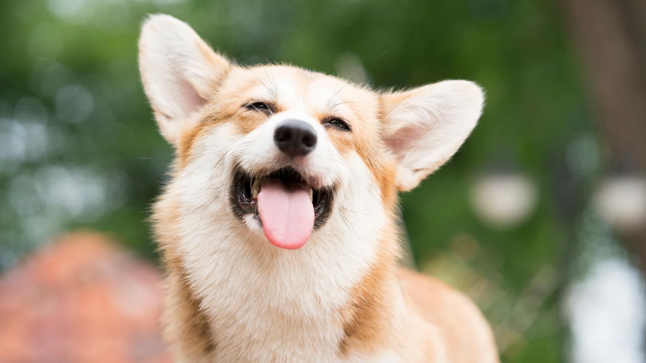 articulos mascotas felices 1 perro feliz