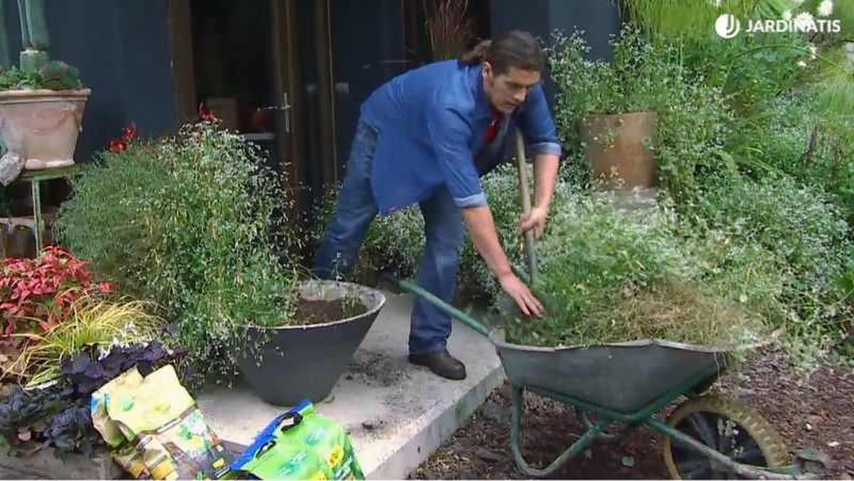 Proteger la Euphorbia Diamond Frost del frío / Foto Hogarmania