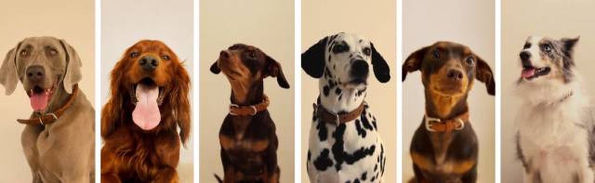 perros nueva coleccion mascotas zara home