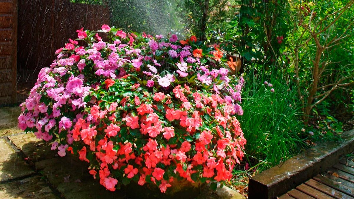 Aspersores para regar el jardín paso 5