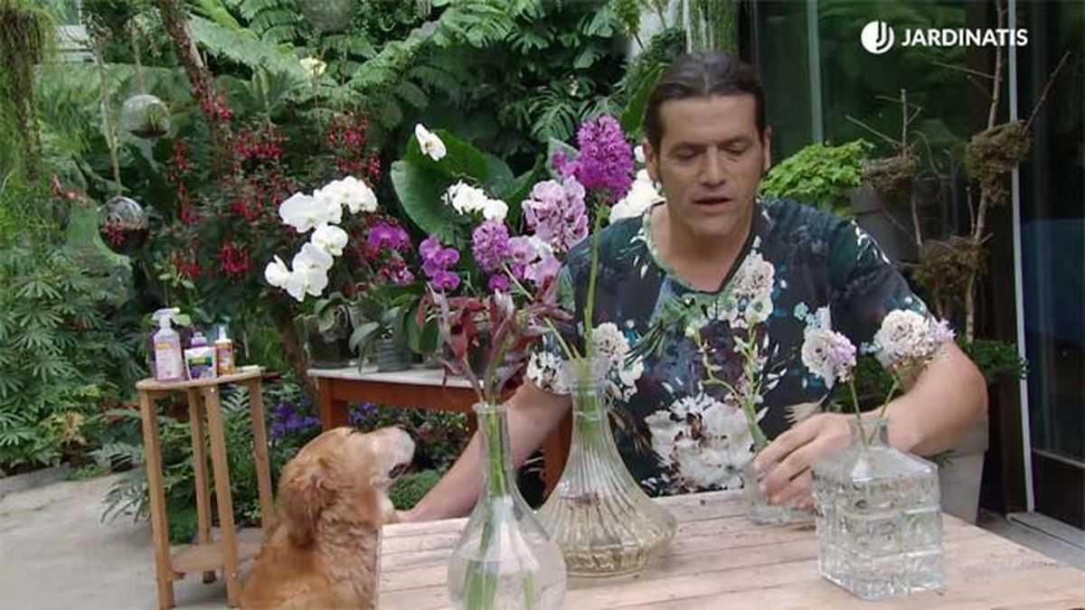 deco 661 reproducir orquidea tallo variedades silvestres