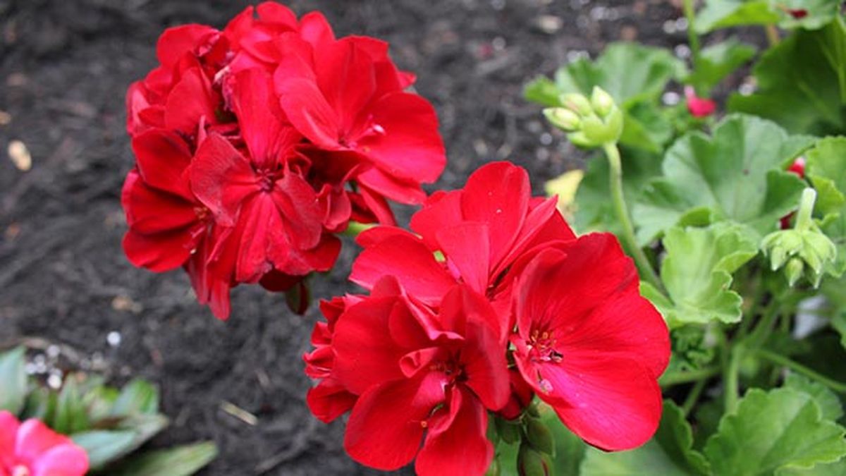 geranio zonal pelargonium zonale
