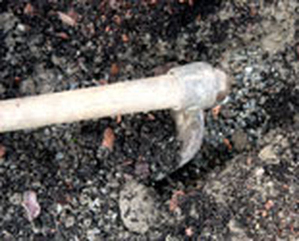 plant seto abelias p01