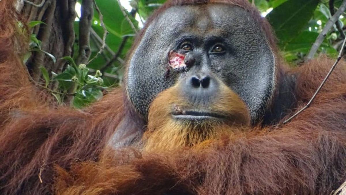 El orangután Rakus