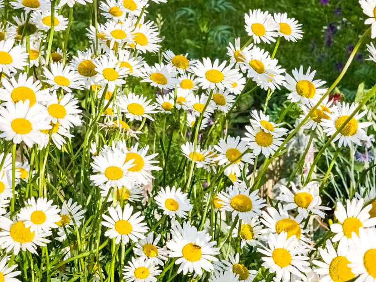 Leucanthemum vulgare