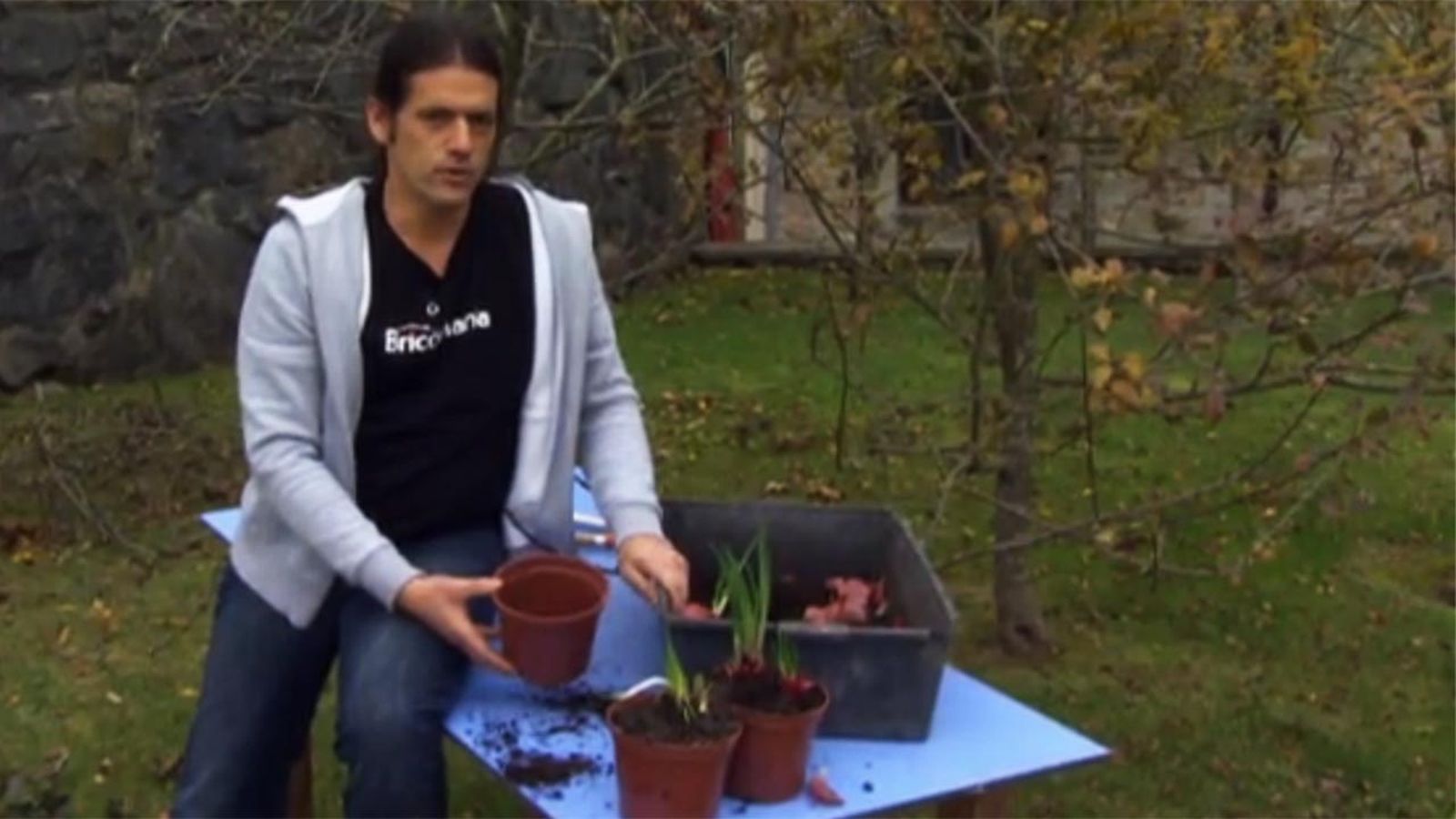 Como plantar cebollas brotadas