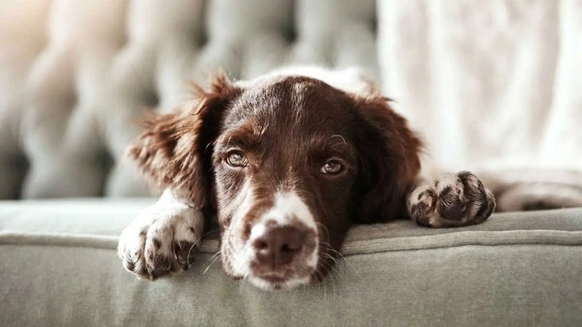 cuanto duerme un perro 1