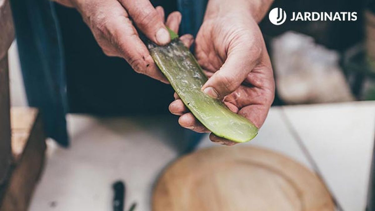 beneficios tener aloe vera en la cocina