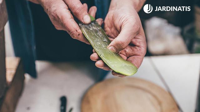 beneficios tener aloe vera en la cocina