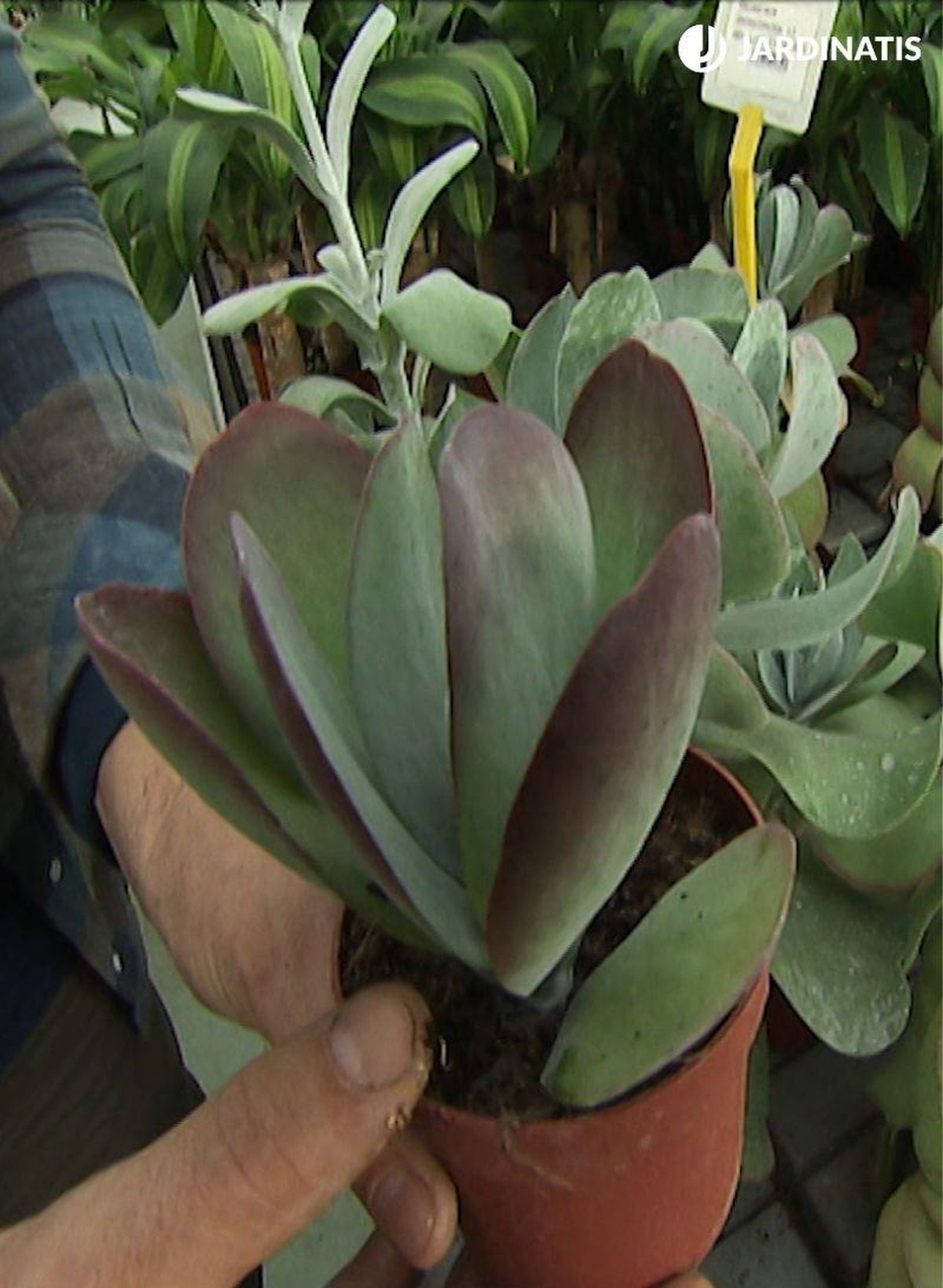 Kalanchoe thyrsiflora Red Lips
