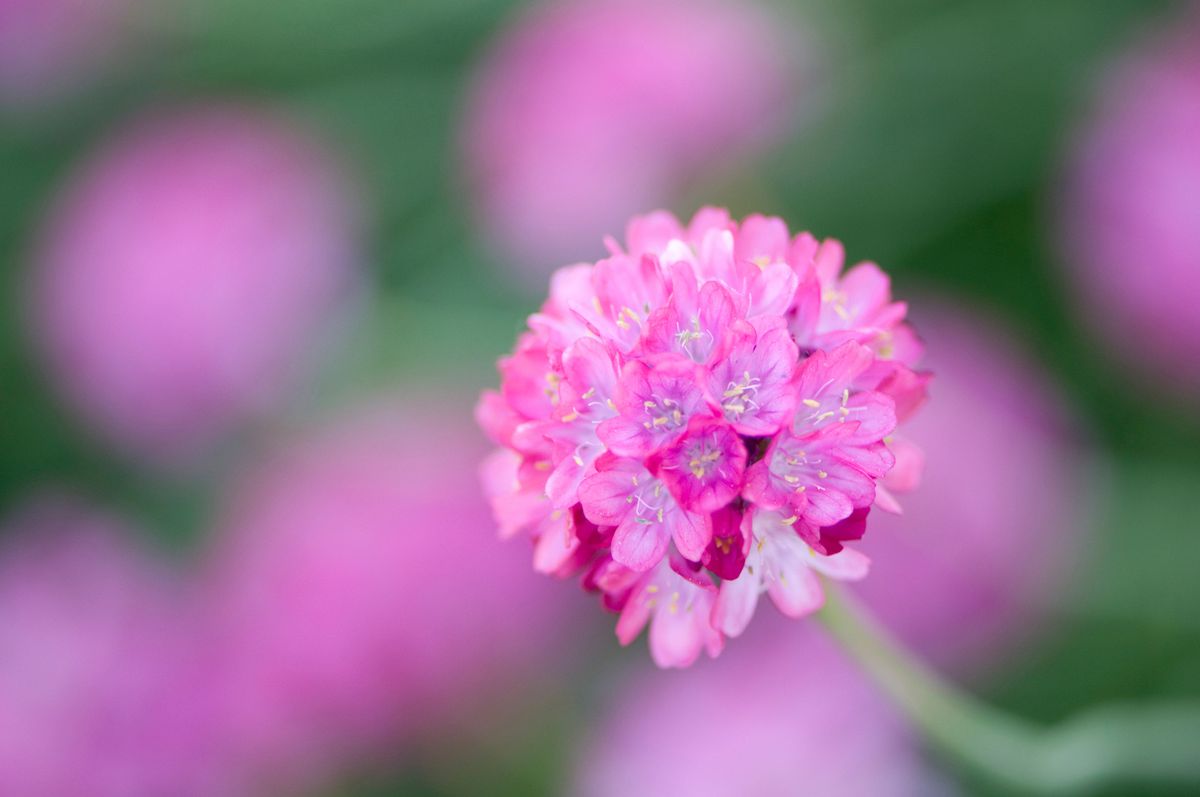 armeria maritima xl