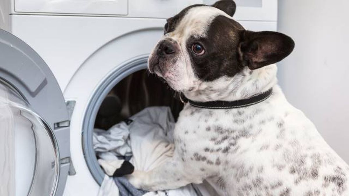 mascotas que hacer si mi perro tiene pulgas higiene lavar ropa
