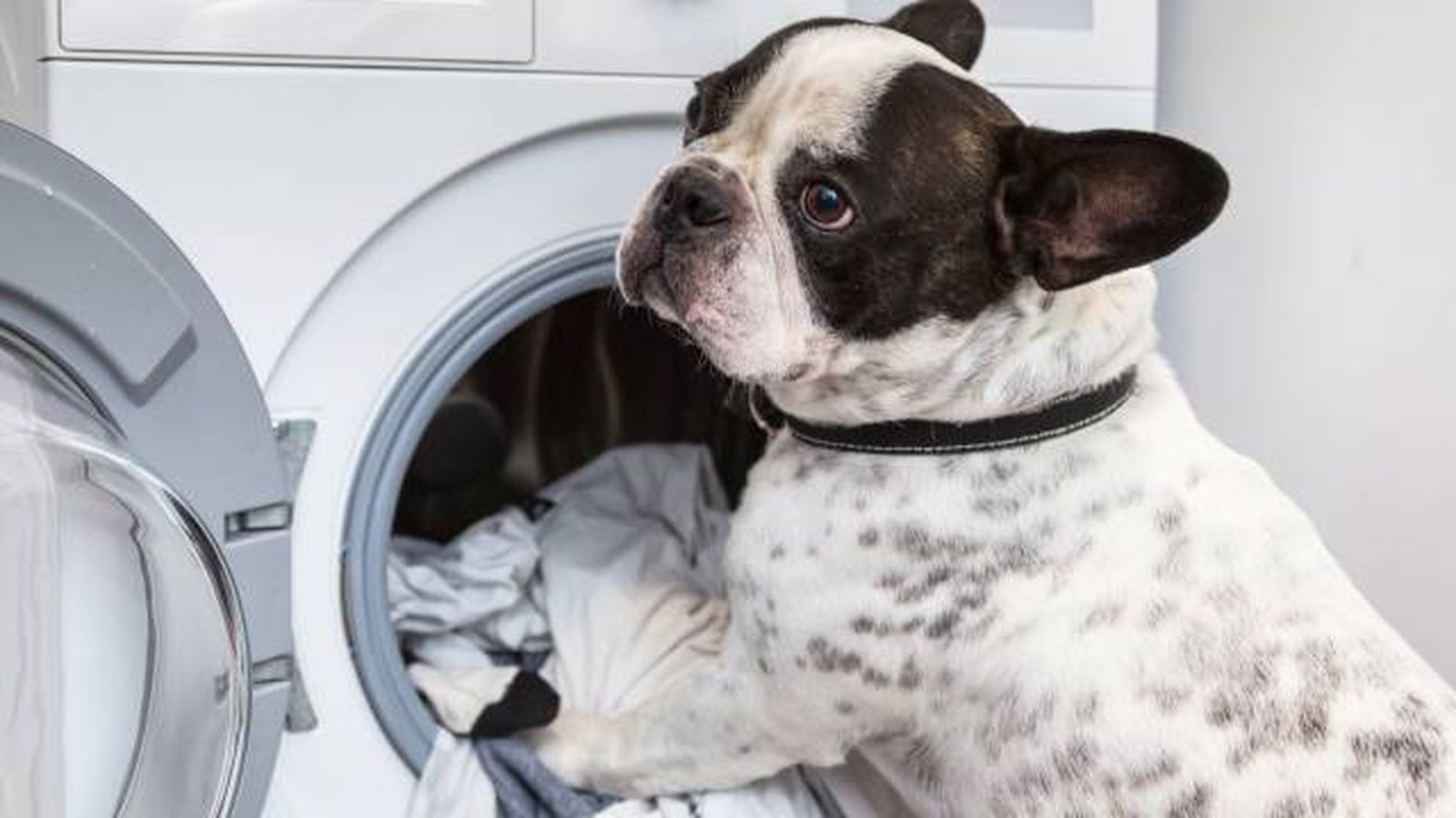 mascotas que hacer si mi perro tiene pulgas higiene lavar ropa