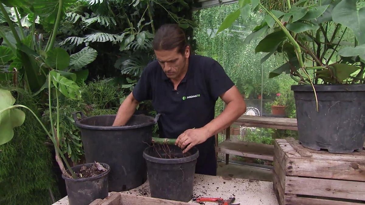 deco 781 jardin costilla de adan monstera deliciosa esqueje de tallo