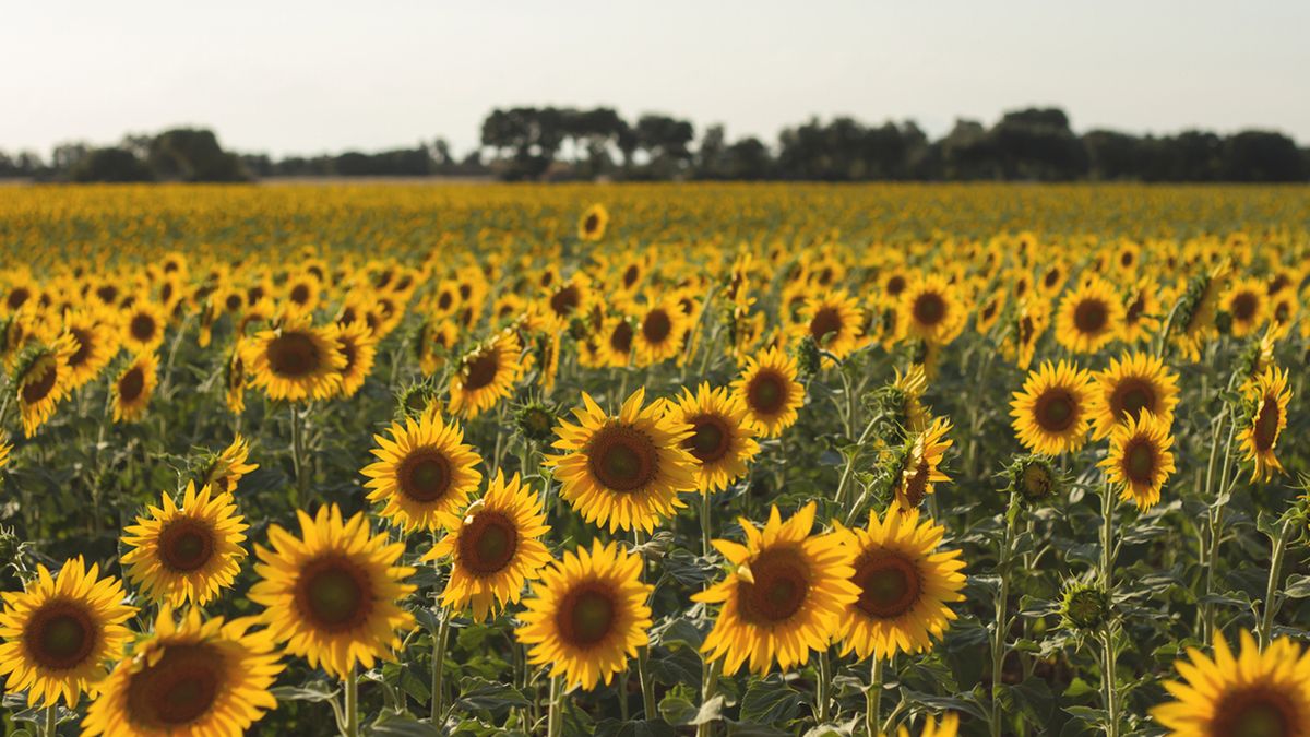 campo de girasoles