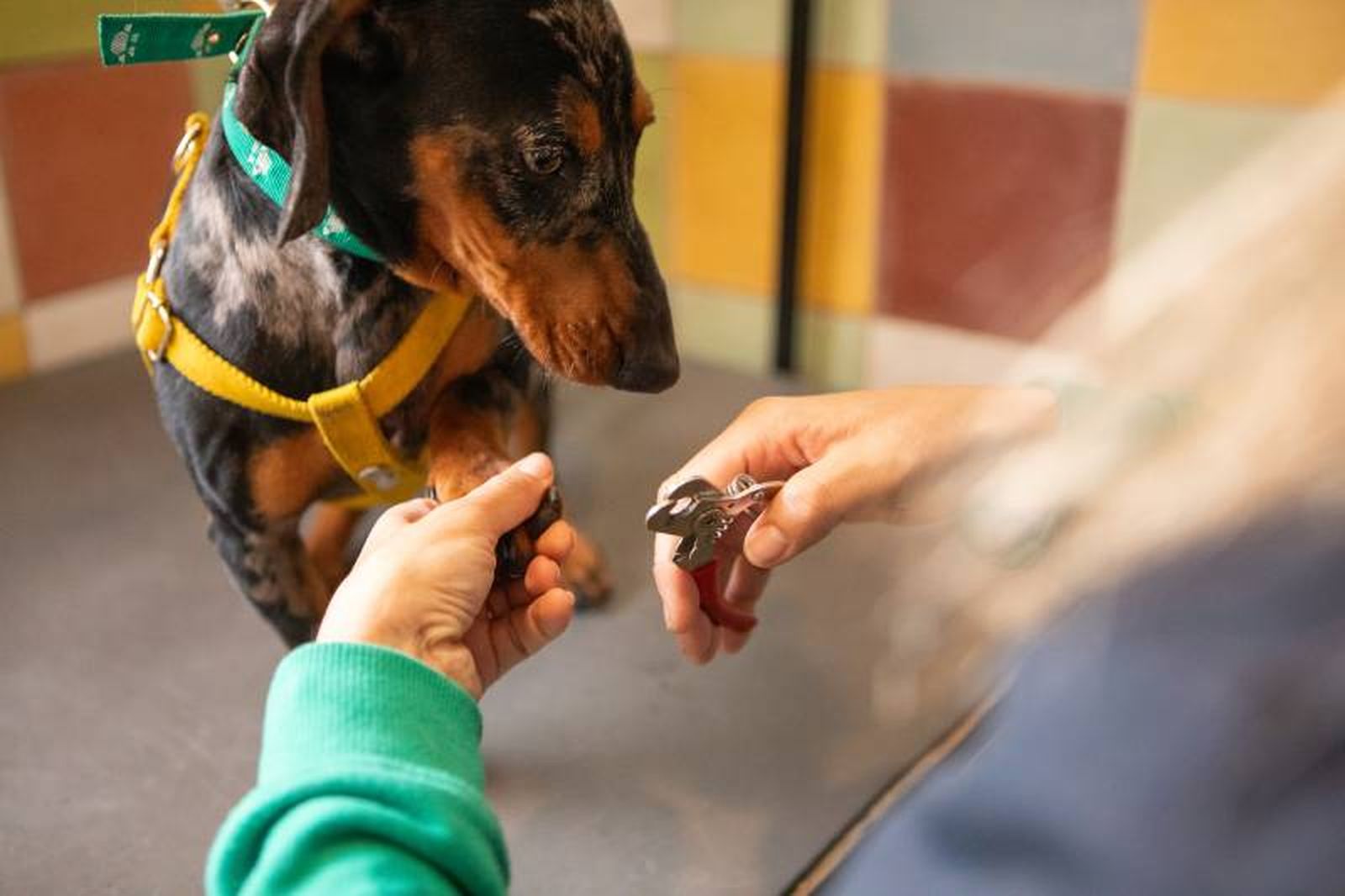 Por lo general, revisa las uñas de tu mascota cada 2-3 semanas.