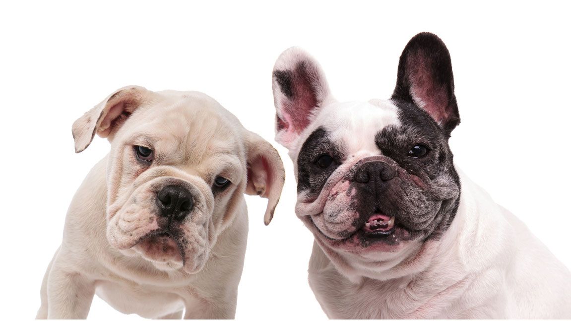 bulldog