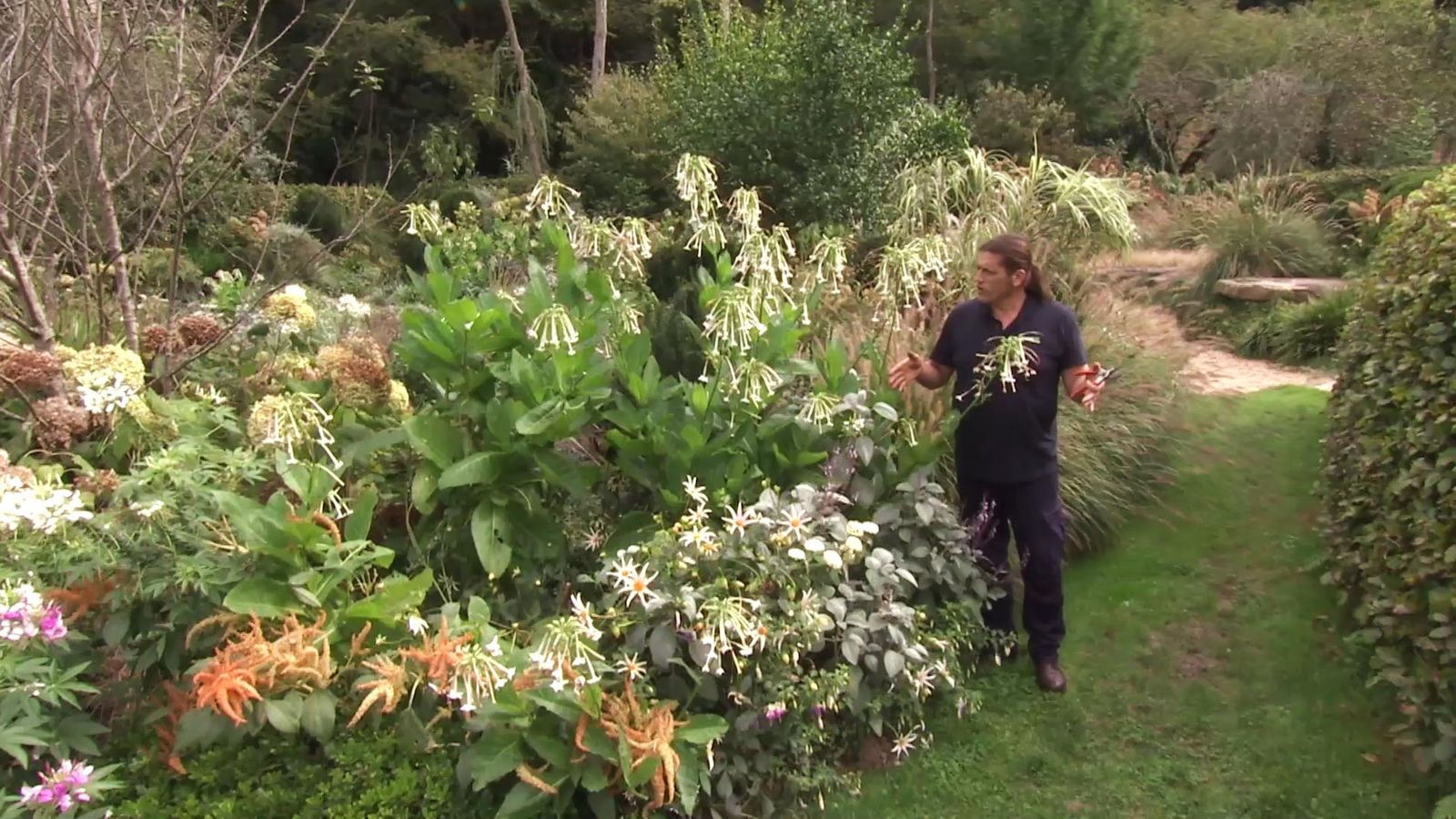 deco 749 jardineria planta tabaco silvetsre jardin