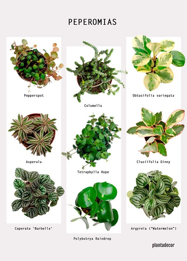 poster peperomias plantadecor