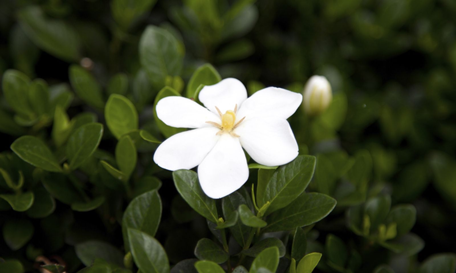 Cómo recuperar una gardenia