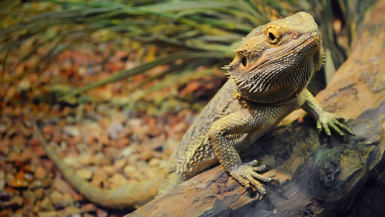 dragon barbudo