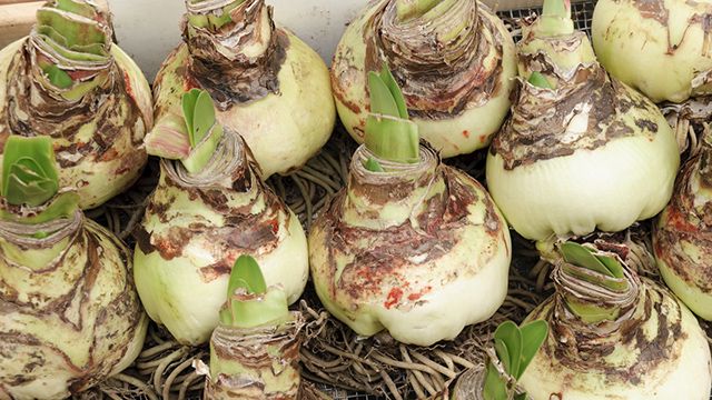 bulbos de amarilis