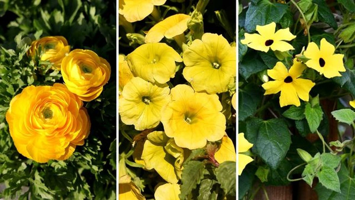 flores amarillas ranunculo surfinia thunbergia susana ojos negros
