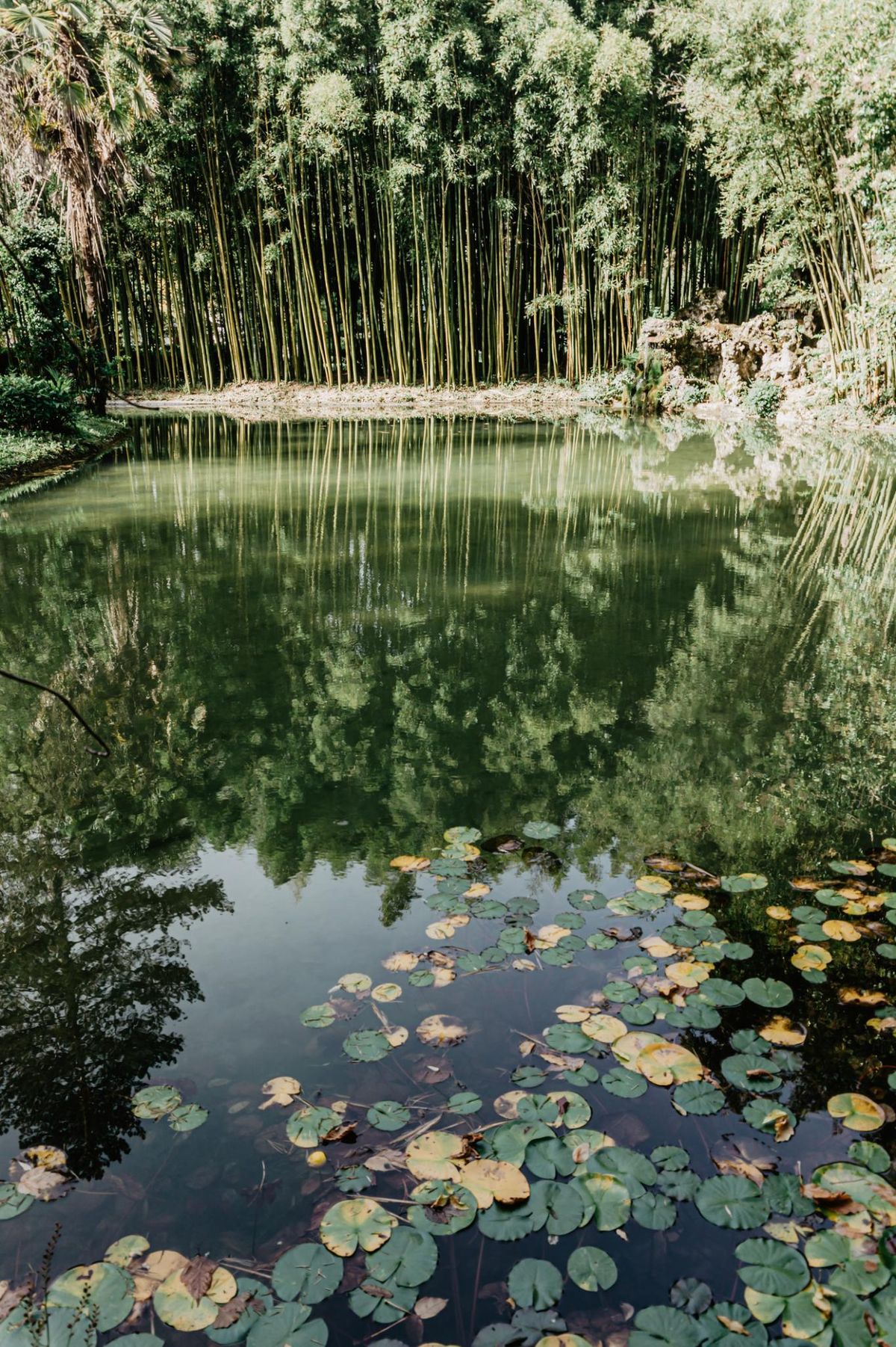 Lago rodeado de plantas silvestres y bambú en algún rincón de España.