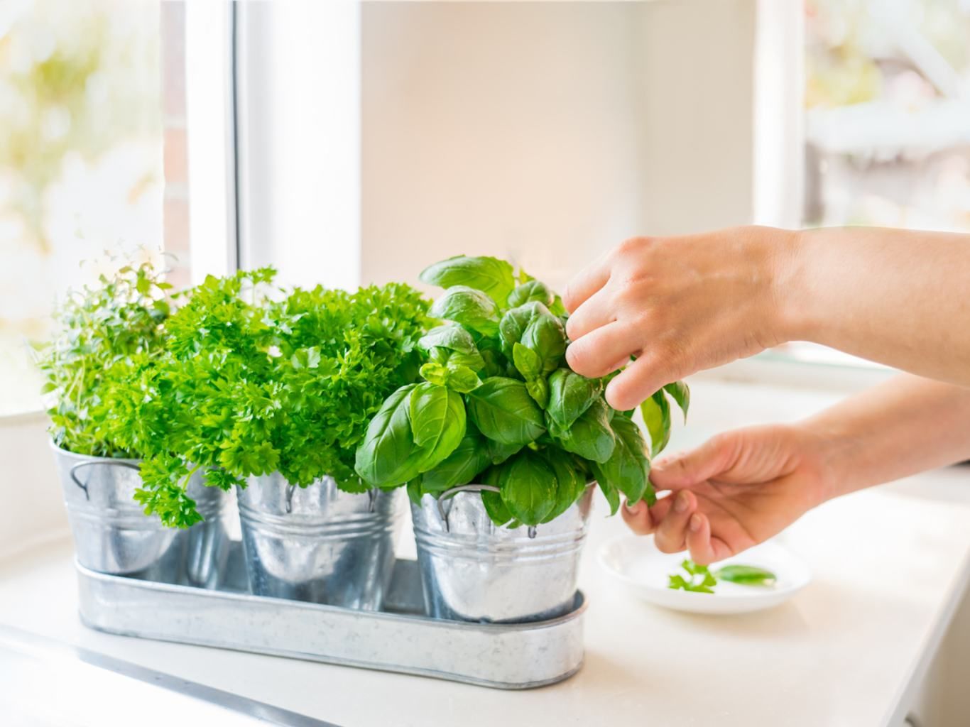 La mayoría de las plantas medicinales pueden cultivarse en macetas en una ventana soleada o en un jardín.