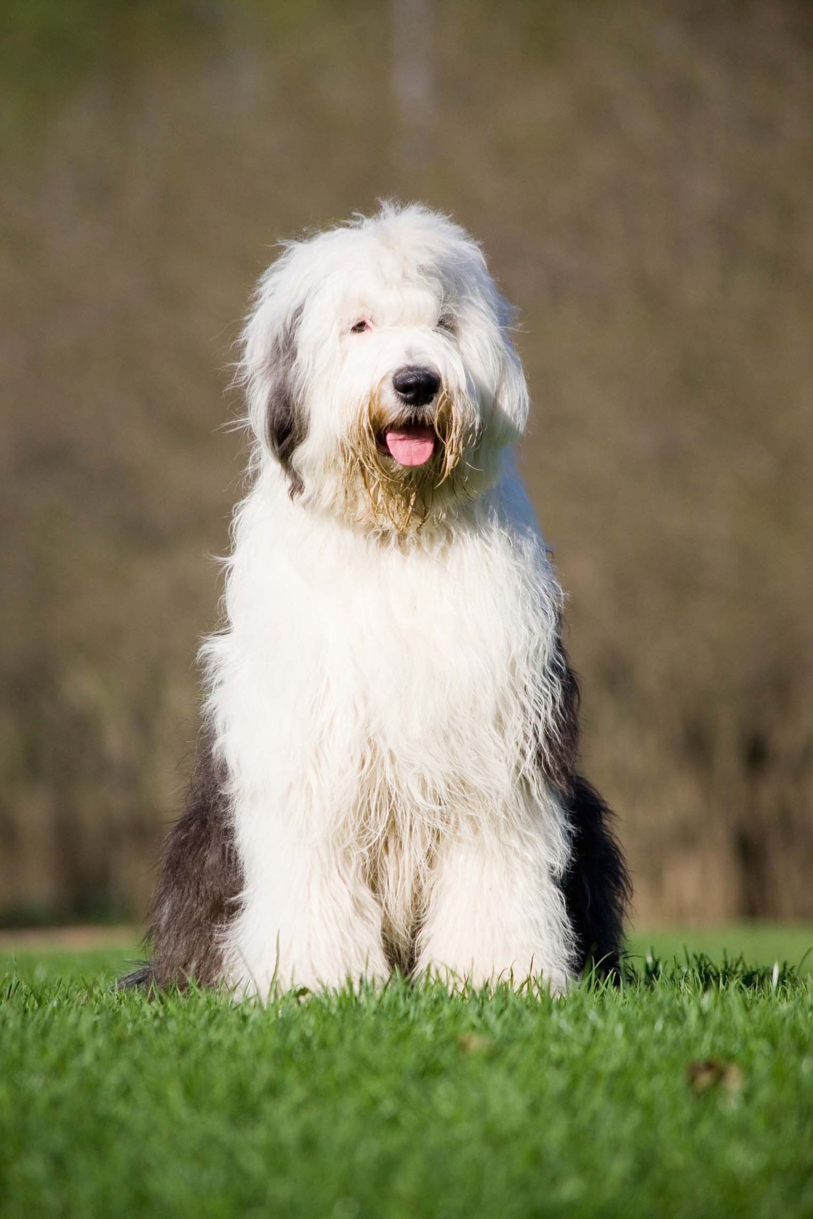 bobtail 2 xl