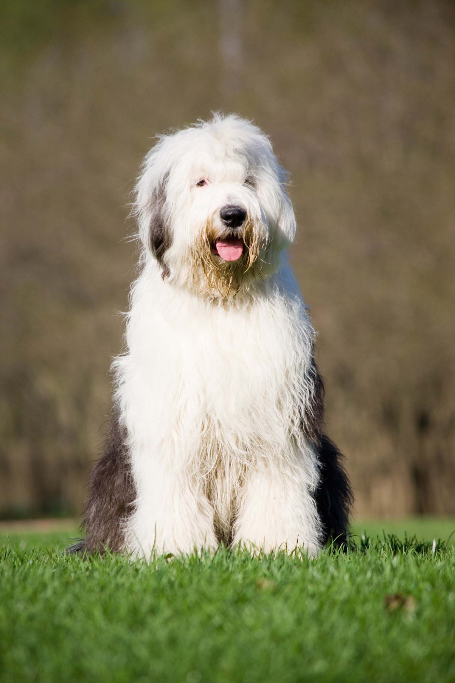 bobtail 2 xl