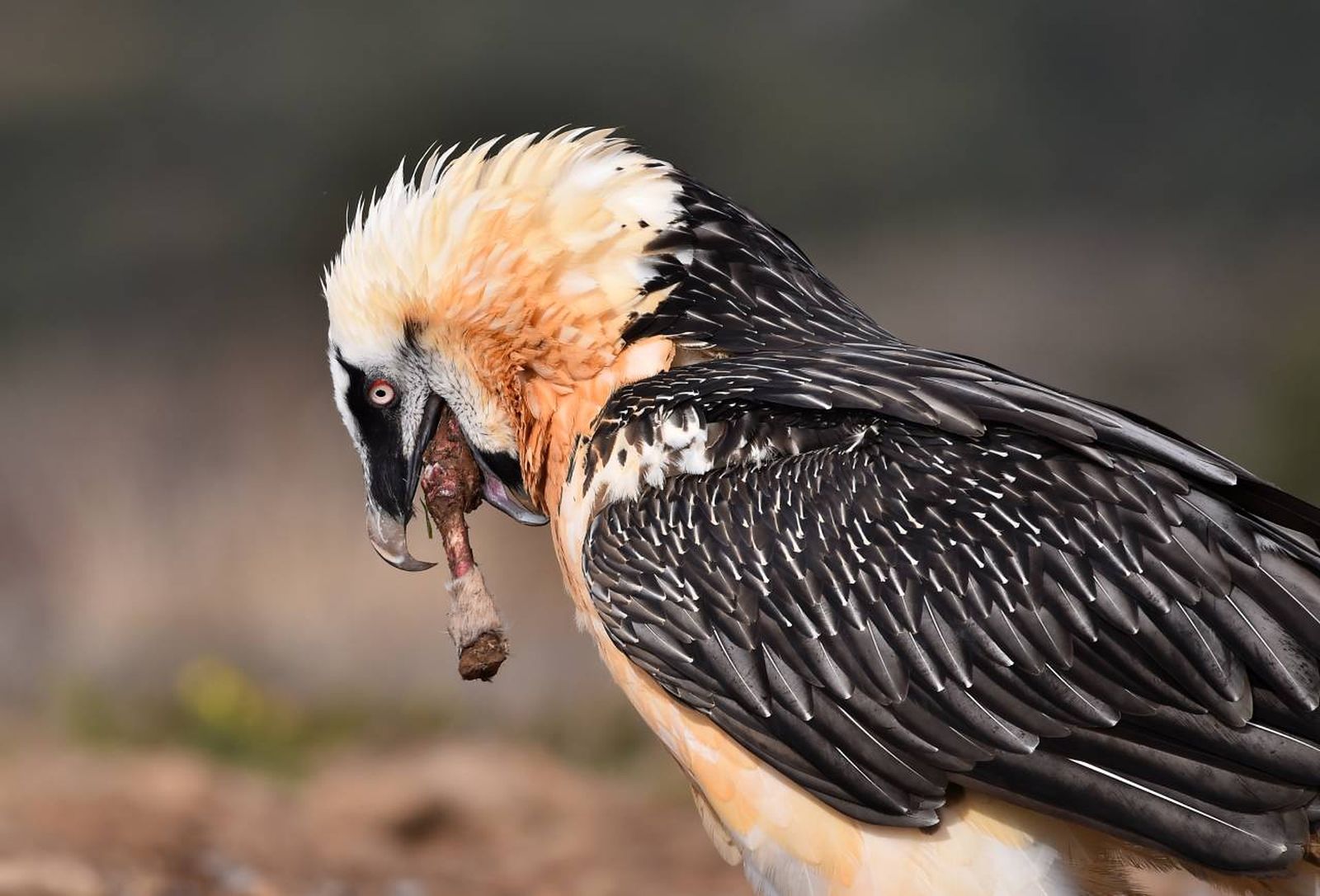 El quebrantahuesos (Gypaetus barbatus), también conocido como buitre barbudo.
