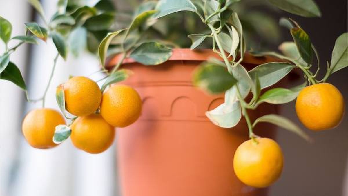 Calamondín