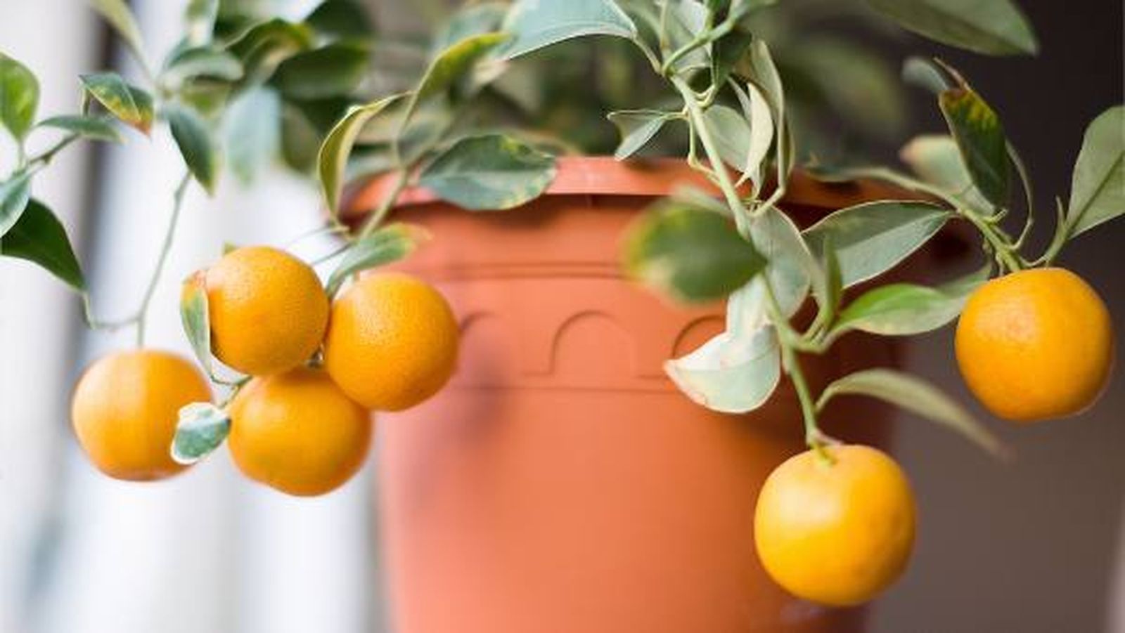 Calamondín